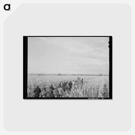 アートポストカード-Cornhusking Contest
 - ラッセル リー Postcard.