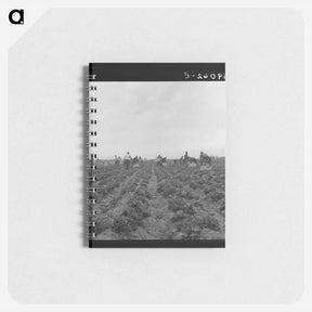 アートメモ帳-Untitled photo - ドロテア ラング Memo.