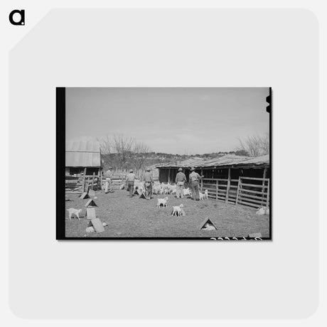 アートポストカード-Goat Shearers of Junction
 - ラッセル リー Postcard.