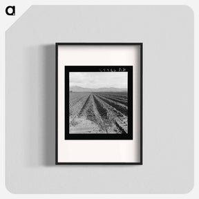 アートポスター-Freshly-plowed sugar beet field near King City - ドロテア ラング Poster.