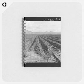 アートメモ帳-Freshly-plowed sugar beet field near King City - ドロテア ラング Memo.