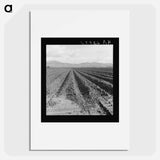 Freshly-plowed sugar beet field near King City - ドロテア ラング Poster.