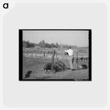 アートポストカード-Feeding Unmarketable Pears to Hogs
 - ラッセル リー Postcard.