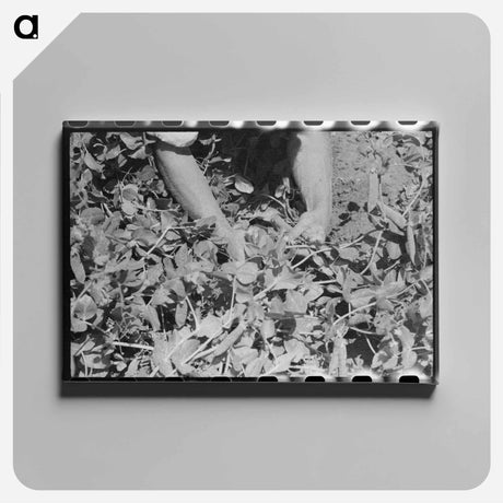 アートパネル-Picking Peas
 - ラッセル リー Canvas.