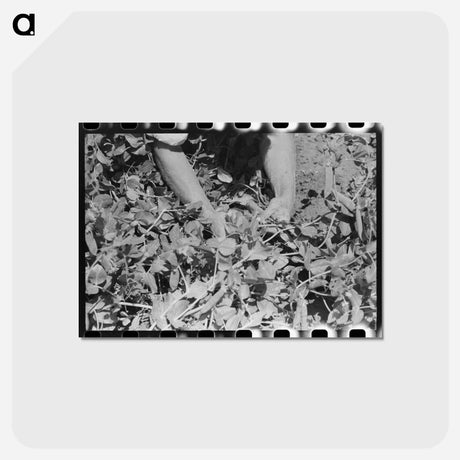 アートポストカード-Picking Peas
 - ラッセル リー Postcard.
