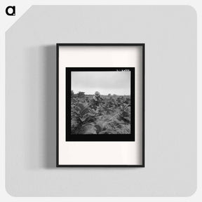 アートポスター-Untitled photo, possibly related to: tenant topping tobacco. Person County, North Carolina - ドロテア ラング Poster.