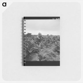 アートメモ帳-Untitled photo, possibly related to: tenant topping tobacco. Person County, North Carolina - ドロテア ラング Memo.