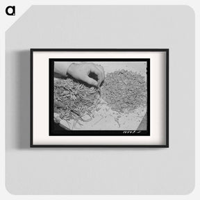 アートポスター-Guayule Rubber Processing
 - ラッセル リー Poster.