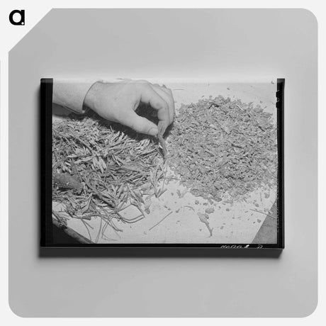 アートパネル-Guayule Rubber Processing
 - ラッセル リー Canvas.