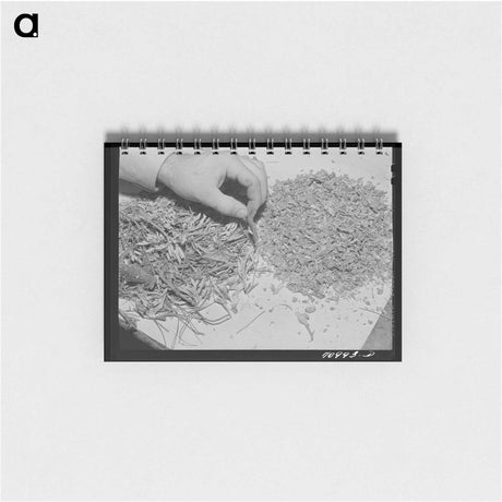 アートメモ帳-Guayule Rubber Processing
 - ラッセル リー Memo.