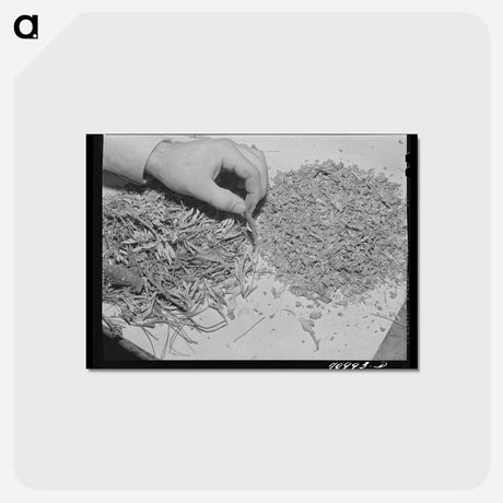 アートポストカード-Guayule Rubber Processing
 - ラッセル リー Postcard.
