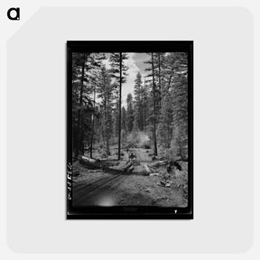 アートポストカード-Logging in Malheur National Forest
 - ラッセル リー Postcard.