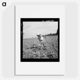 Child of impoverished tenant family working on farm. Alabama - Dorothea Lange Poster.