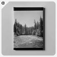 アートパネル-McKenzie River, Willamette National Forest
 - ラッセル リー Canvas.