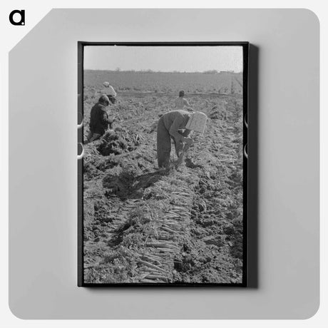 アートパネル-Bunching Carrots, Edinburg
 - ラッセル リー Canvas.