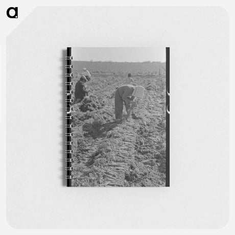 アートメモ帳-Bunching Carrots, Edinburg
 - ラッセル リー Memo.