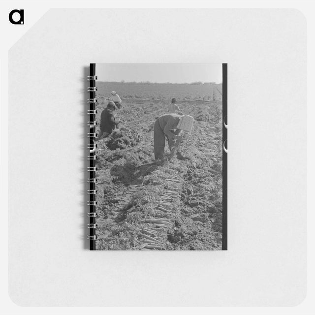 アートメモ帳-Bunching Carrots, Edinburg
 - ラッセル リー Memo.