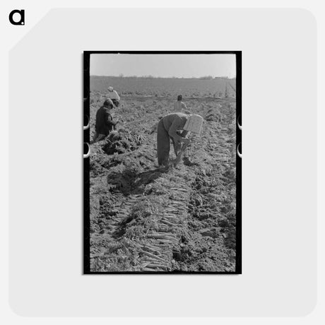 アートポストカード-Bunching Carrots, Edinburg
 - ラッセル リー Postcard.