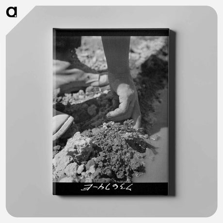 アートパネル-Celery Transplant
 - ラッセル リー Canvas.