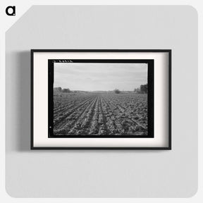 アートポスター-Lettuce field near Ontario, Malheur County, Oregon - ドロテア ラング Poster.