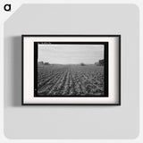 Lettuce field near Ontario, Malheur County, Oregon - ドロテア ラング Poster.