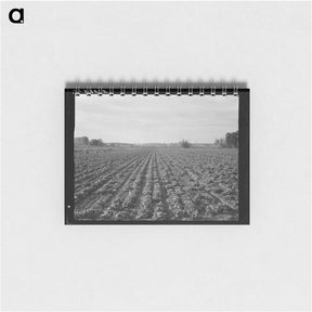 アートメモ帳-Lettuce field near Ontario, Malheur County, Oregon - ドロテア ラング Memo.