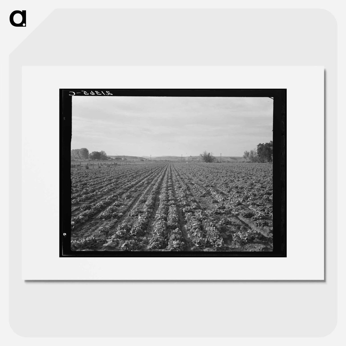 Lettuce field near Ontario, Malheur County, Oregon - ドロテア ラング Poster.