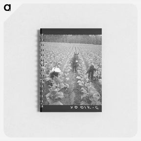 アートメモ帳-Tobacco field - ドロテア ラング Memo.