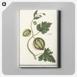 2-100_Anselmus-Boetius-de-Boodt_canvas