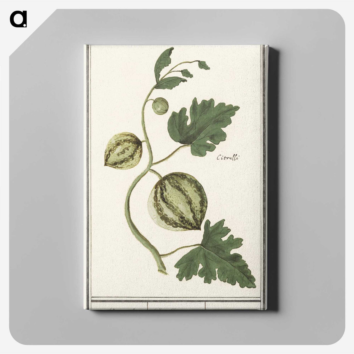 2-100_Anselmus-Boetius-de-Boodt_canvas