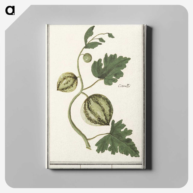2-100_Anselmus-Boetius-de-Boodt_canvas