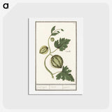 2-100_Anselmus-Boetius-de-Boodt_hagaki