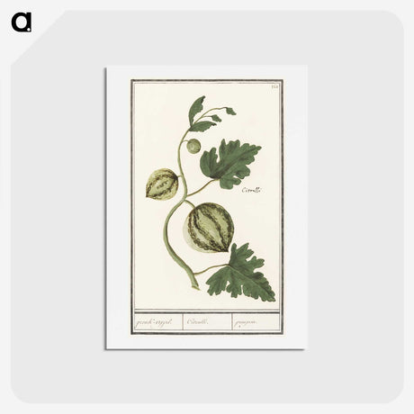 2-100_Anselmus-Boetius-de-Boodt_hagaki
