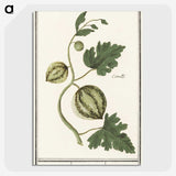 2-100_Anselmus-Boetius-de-Boodt_picture-crop