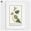 2-100_Anselmus-Boetius-de-Boodt_picture