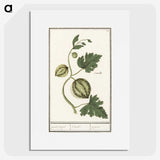 2-100_Anselmus-Boetius-de-Boodt_picture