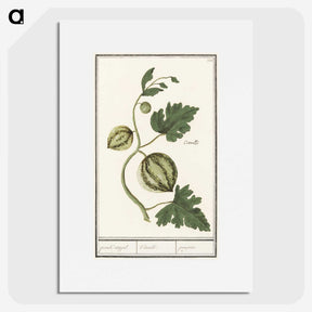 2-100_Anselmus-Boetius-de-Boodt_picture