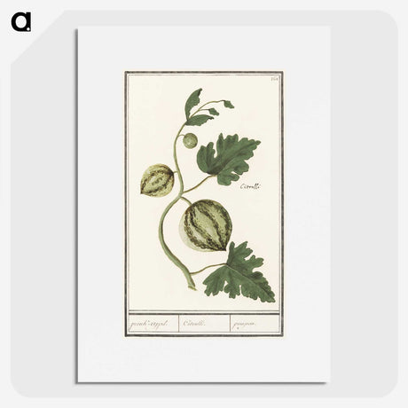 2-100_Anselmus-Boetius-de-Boodt_picture