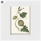 2-100_Anselmus-Boetius-de-Boodt_postcard
