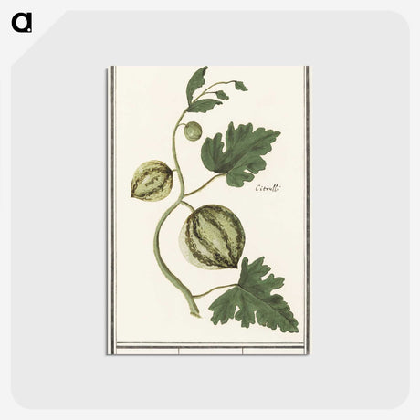 2-100_Anselmus-Boetius-de-Boodt_postcard