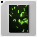 2-100_COVID-19_canvas