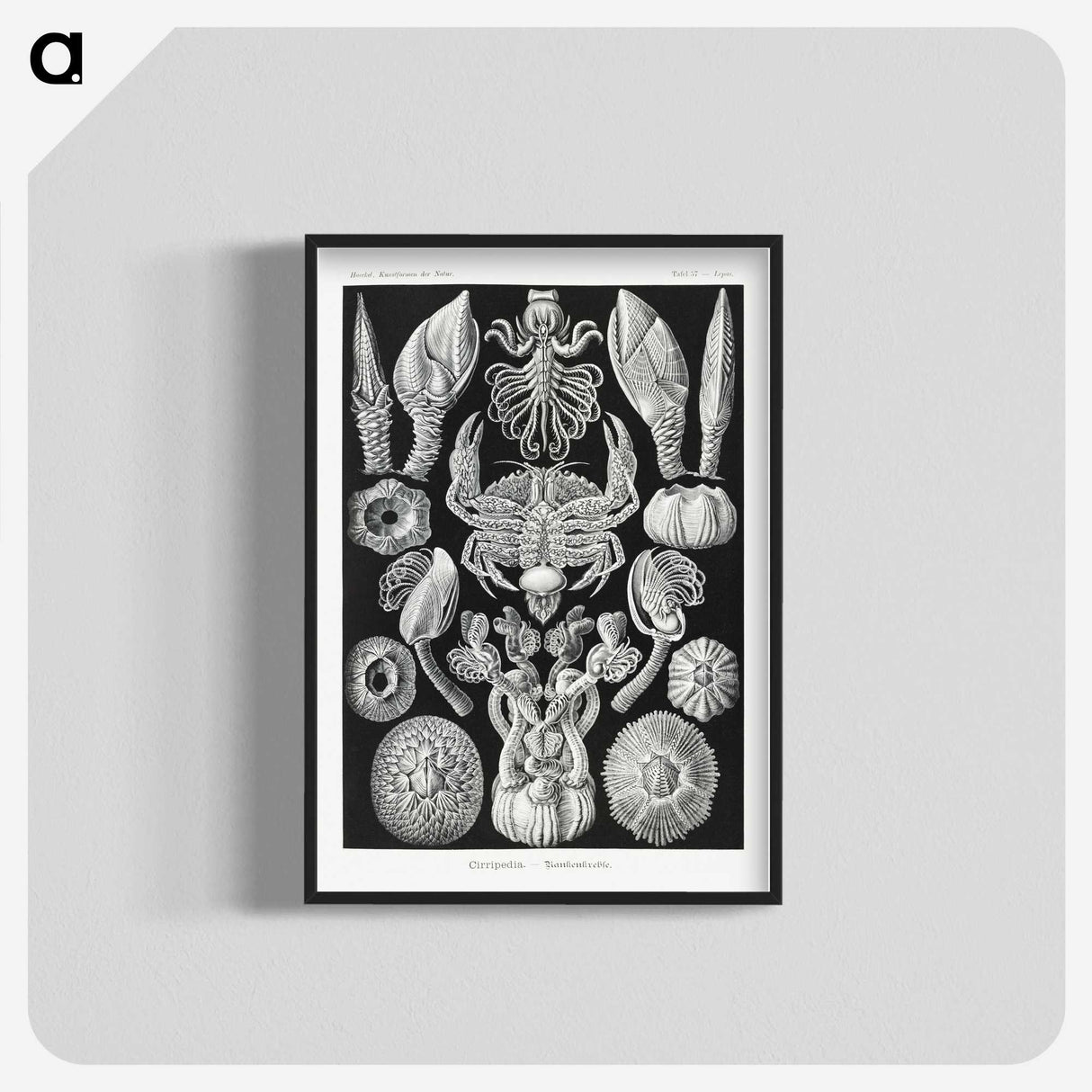 2-100_Ernst-Haeckel_blk-crop