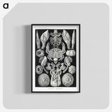 2-100_Ernst-Haeckel_blk-crop