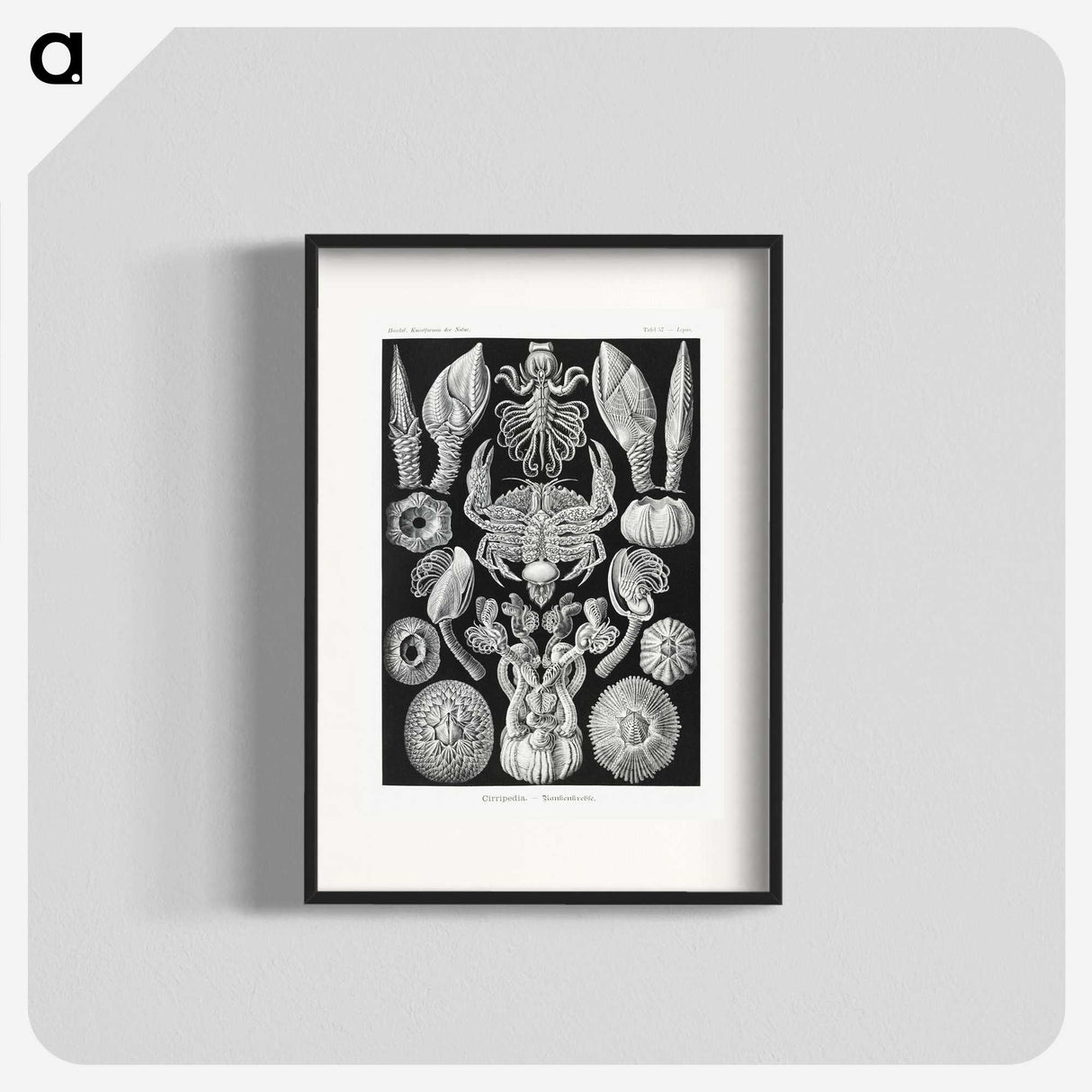 2-100_Ernst-Haeckel_blk