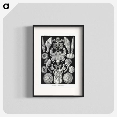 2-100_Ernst-Haeckel_blk