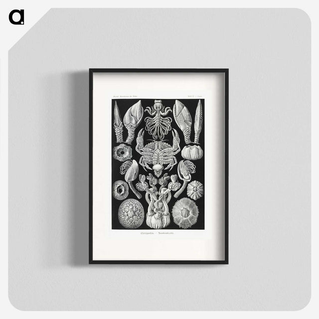 2-100_Ernst-Haeckel_blk