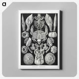 2-100_Ernst-Haeckel_canvas