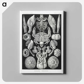 2-100_Ernst-Haeckel_canvas