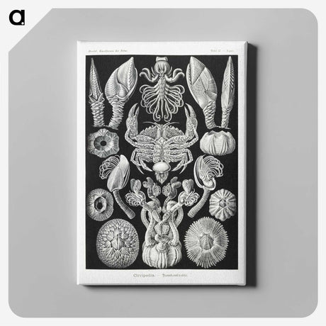 2-100_Ernst-Haeckel_canvas