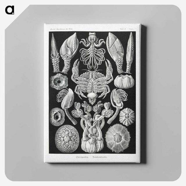 2-100_Ernst-Haeckel_canvas